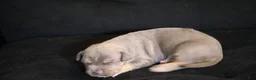 American Bully dogs for sale: Mr.Vegas - Ad 4