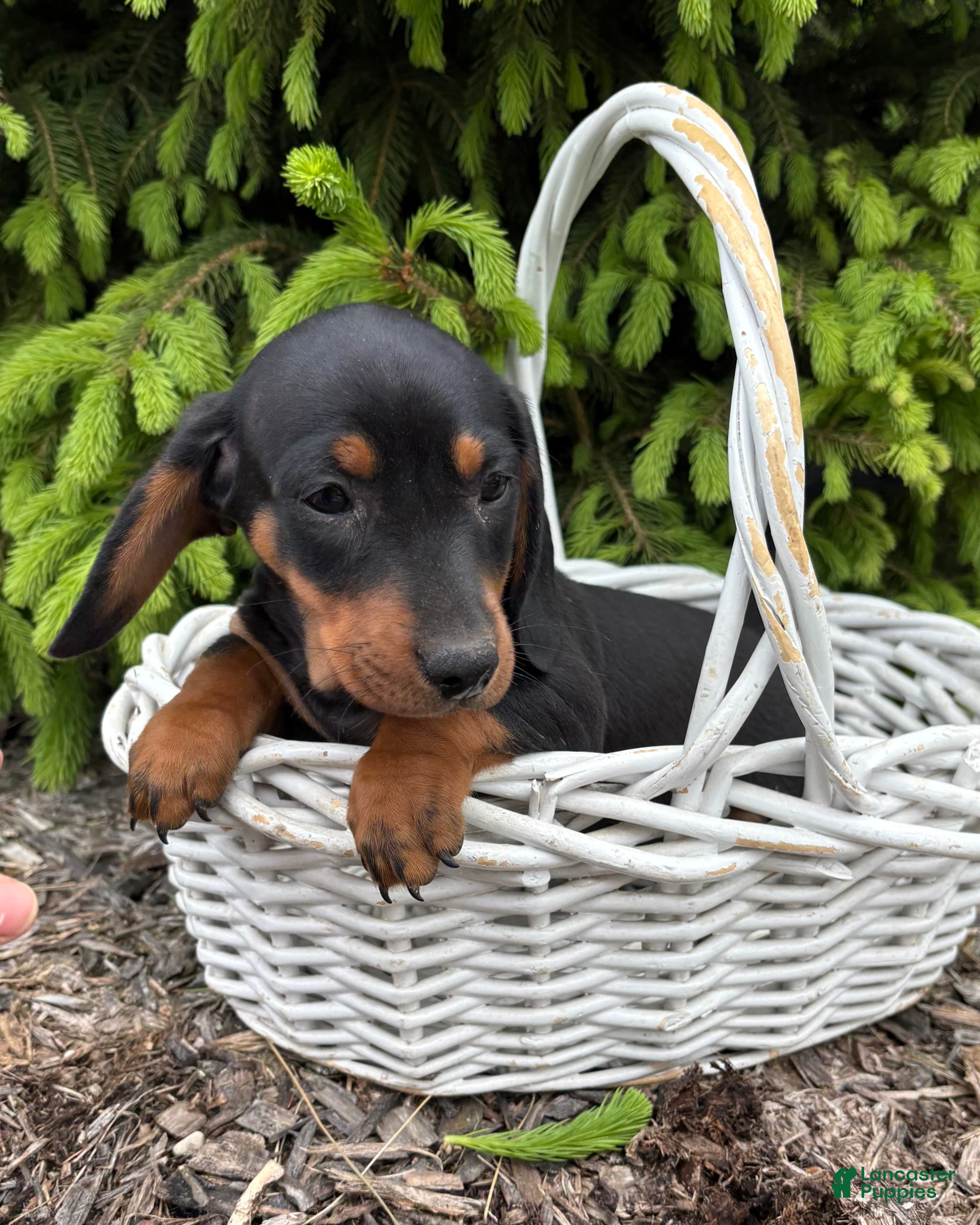 Miniature Dachshund dogs Hiram - Ad 2
