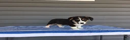 Welsh Corgi Pembroke dogs for sale: Milo - Ad 4