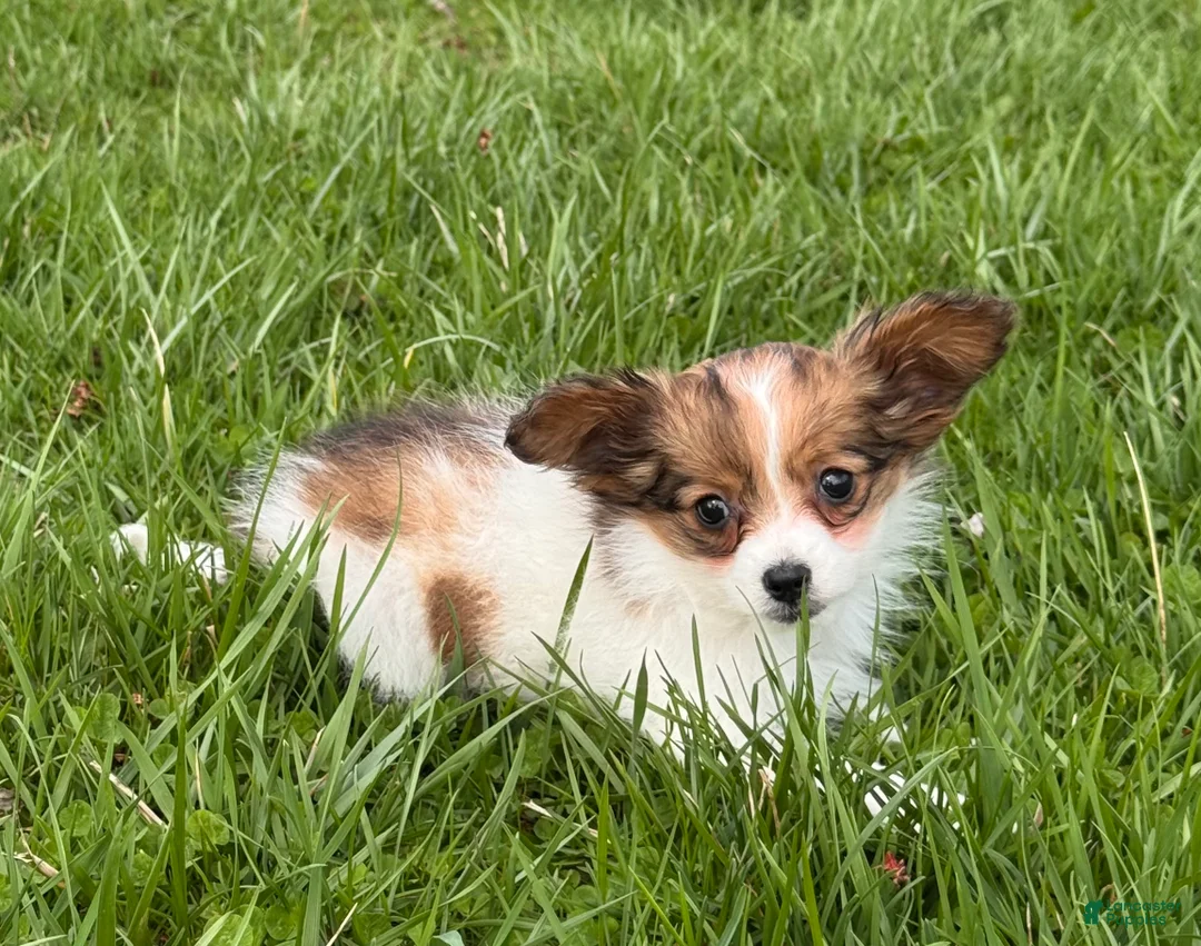 Papillon dogs for sale: Roxy - Ad 2
