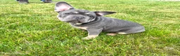 French Bulldog dogs for sale: Lola - Ad 15