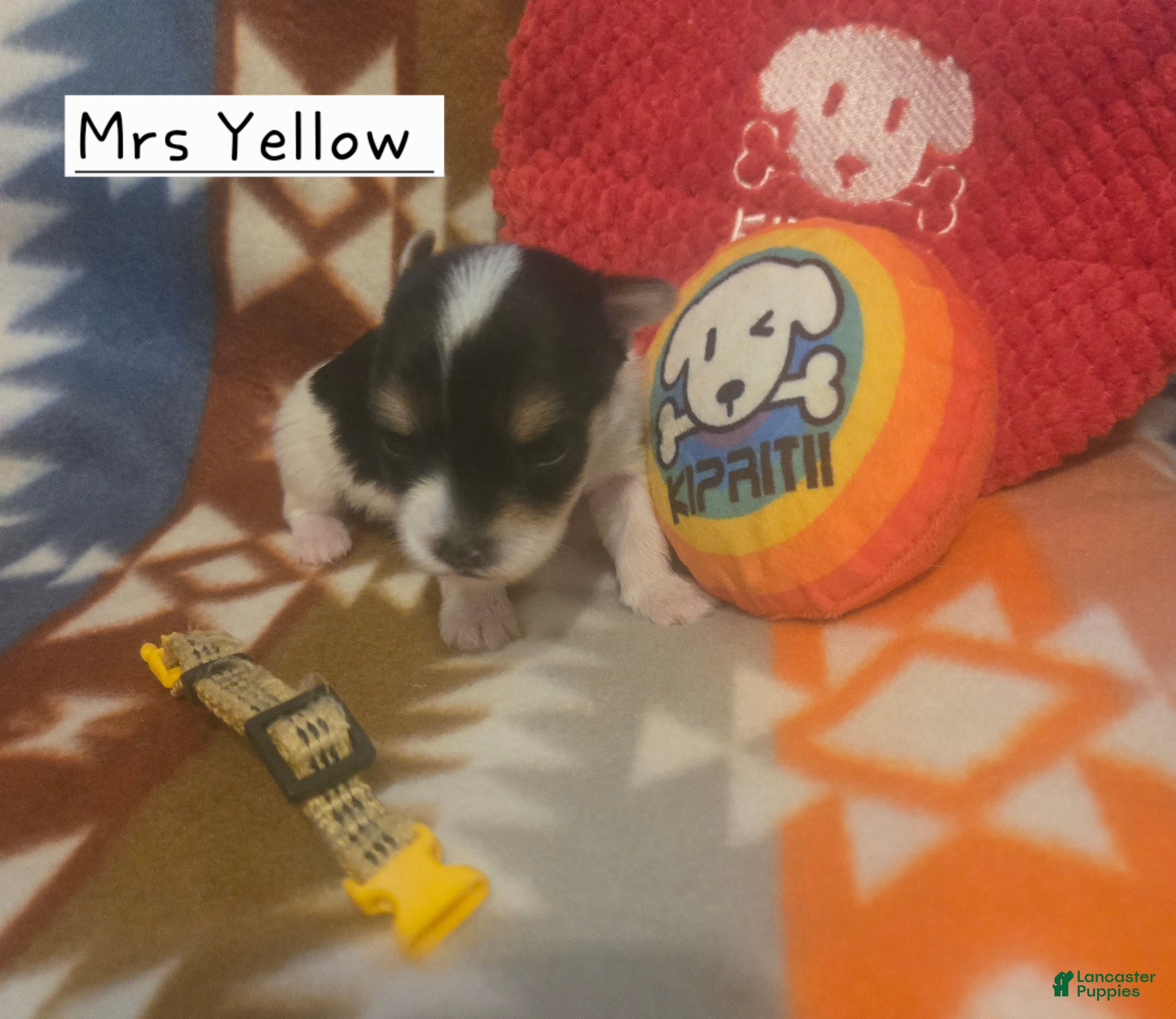 Yorkshire Terrier dogs Mrs Yellow - Ad 2