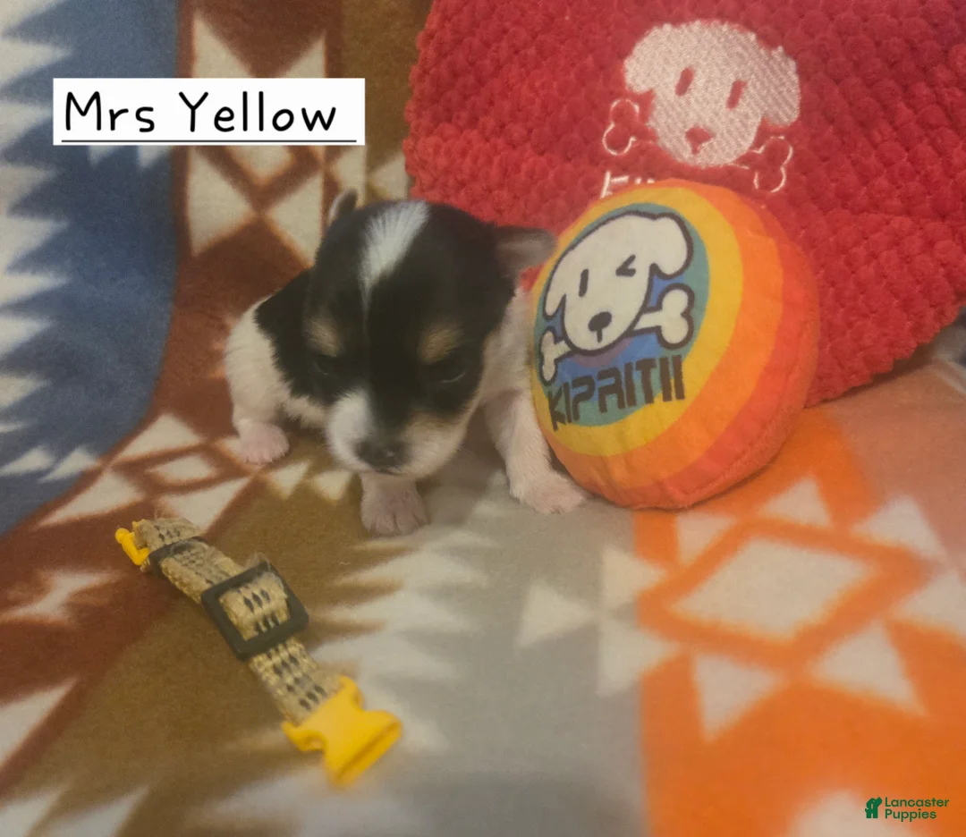 Yorkshire Terrier dogs for sale: Mrs Yellow - Ad 2