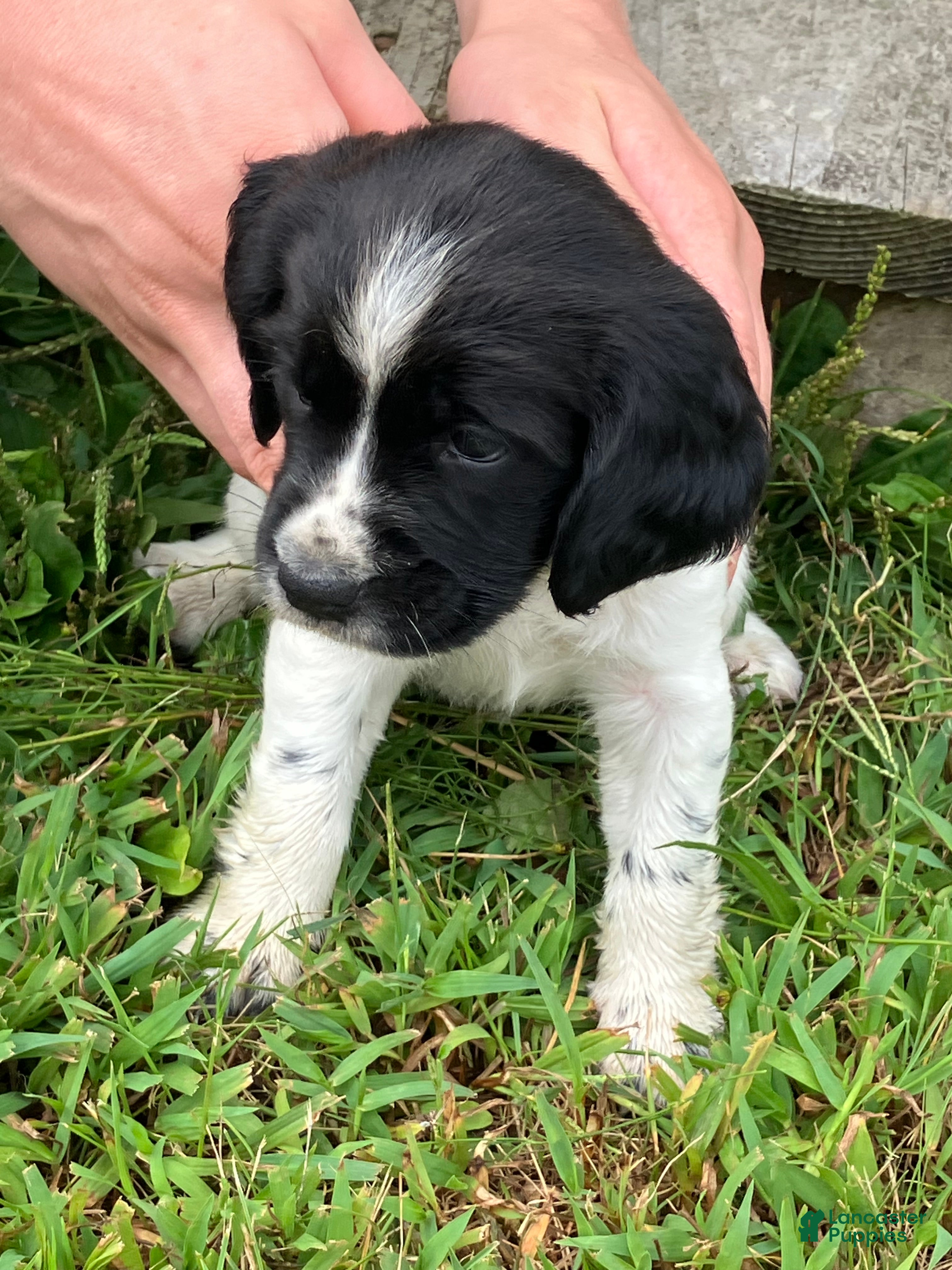 Rat Terrier Smoky Mountain Feist Home Mountain Reputable Treeing Feist