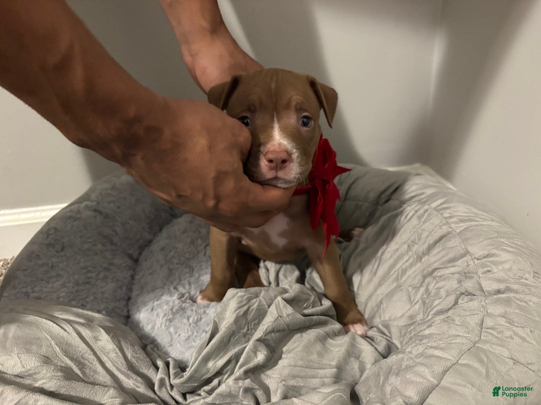 American Pit Bull Terrier dogs for sale: American Pit Bull Terrier Puppy 1 - Ad 1