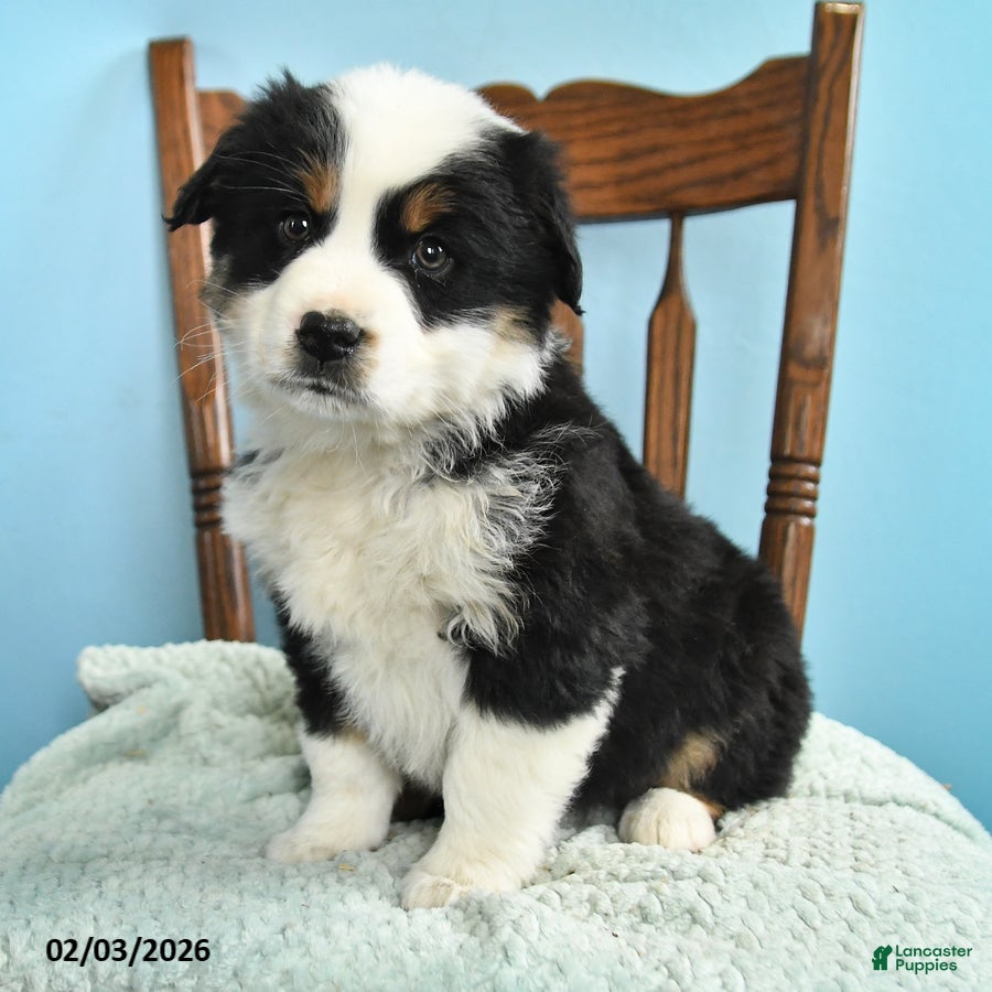 Miniature Australian Shepherd dogs Cole - Ad 2