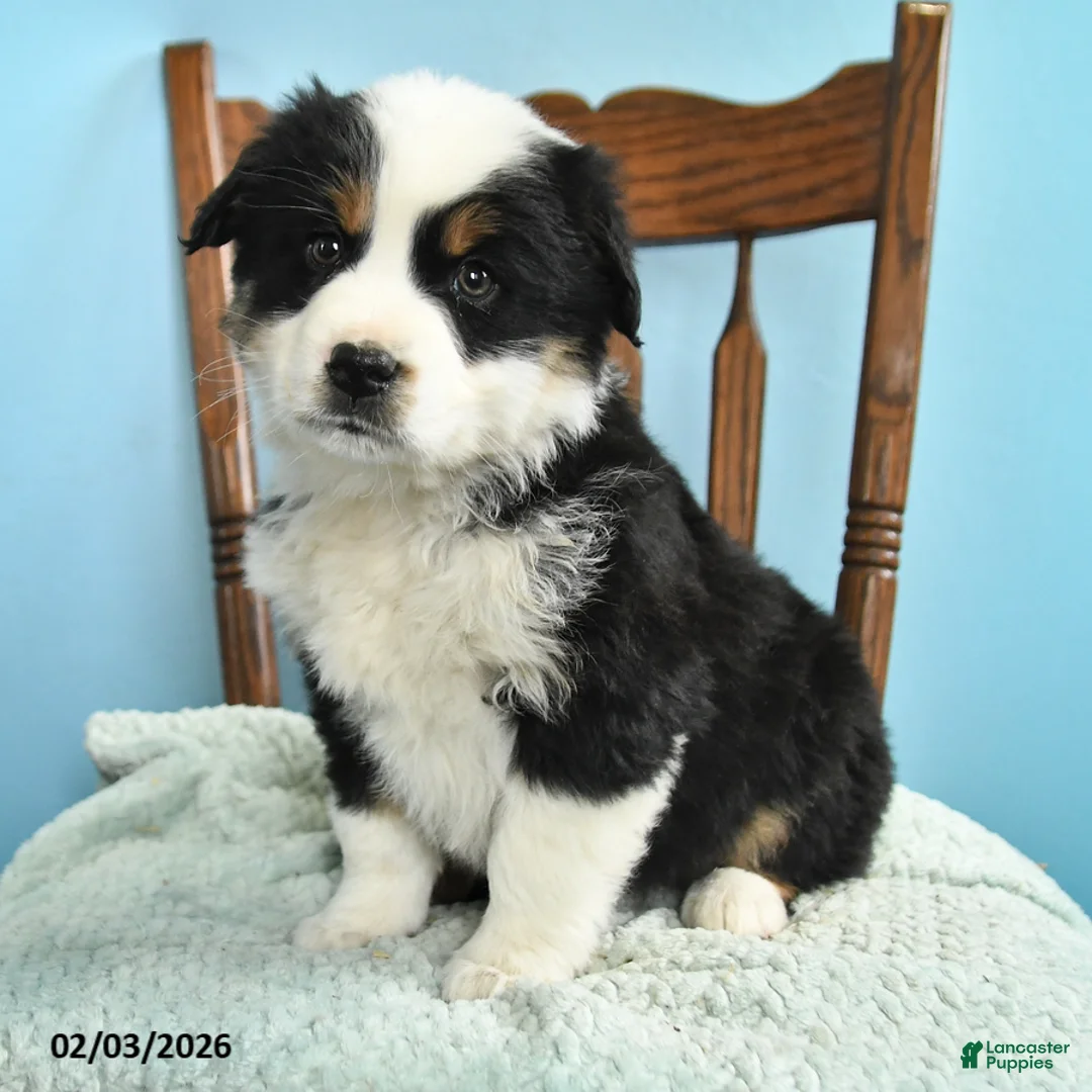 Miniature Australian Shepherd dogs for sale: Cole - Ad 2