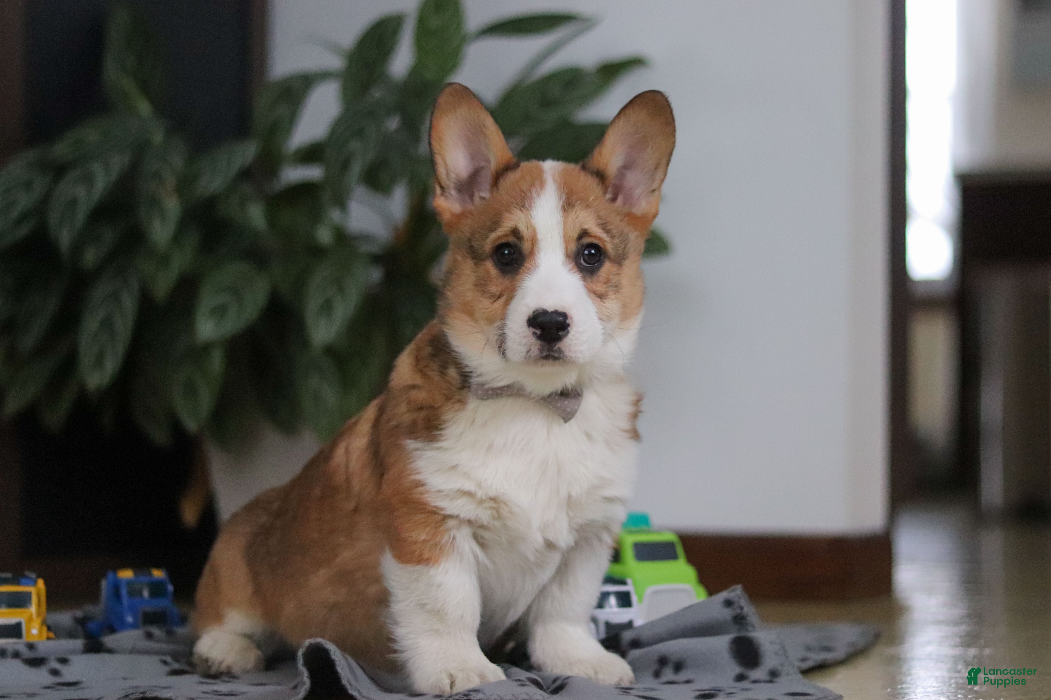 Welsh Corgi Pembroke dogs Jack - Ad 2