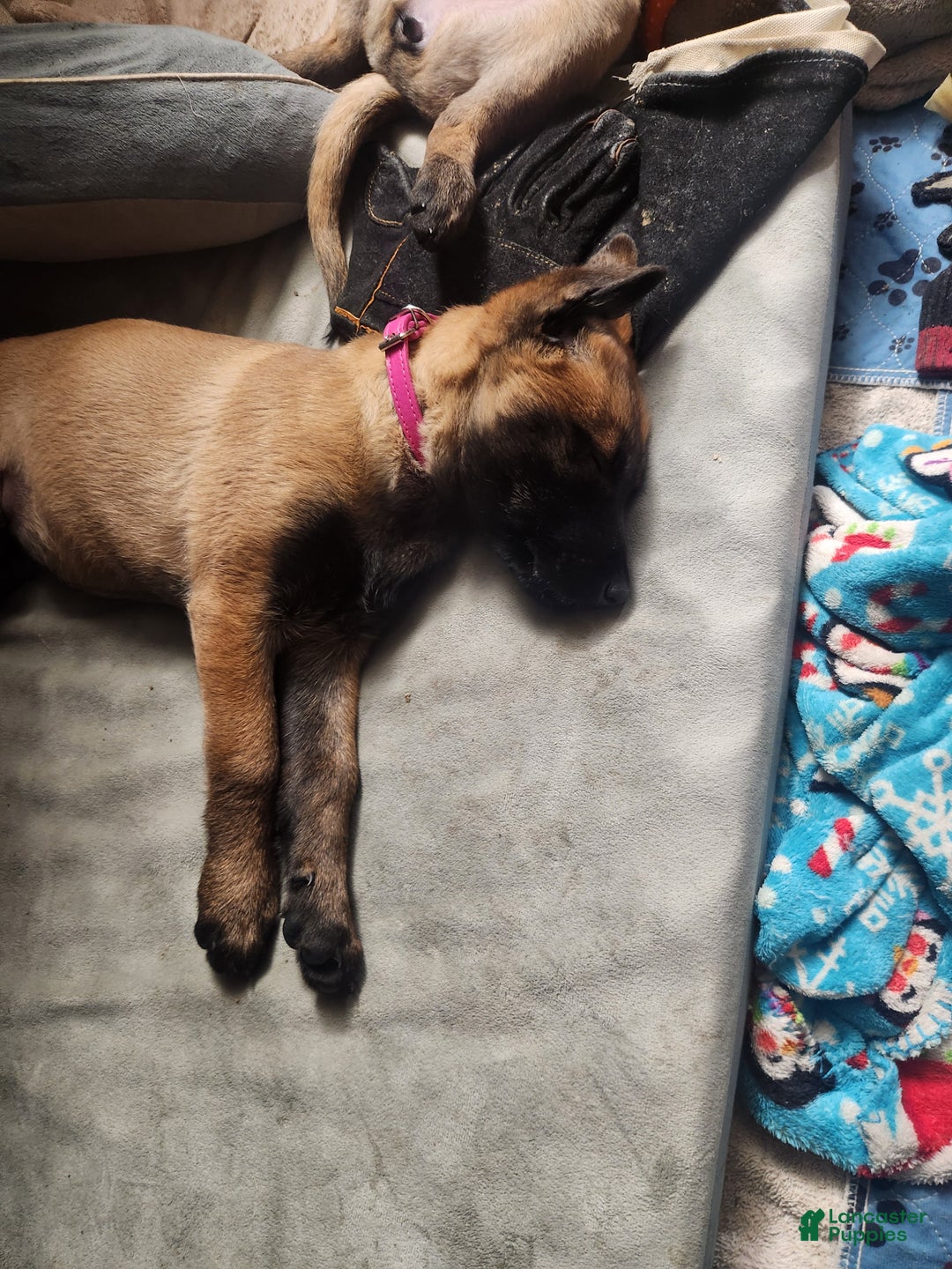 Belgian Malinois dogs for sale: Magenta - Ad 5