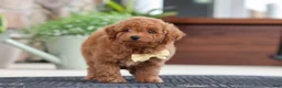 Maltipoo dogs for sale: Keith - Ad 5