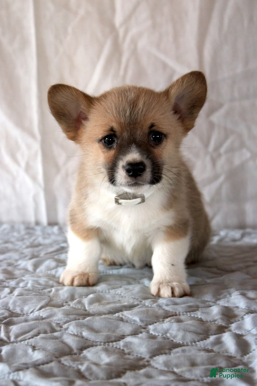 Welsh Corgi Pembroke dogs for sale: Loki - Ad 1