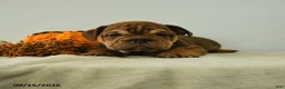 English Bulldog dogs for sale: Lincoln - Ad 3