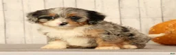 Mini Bernedoodle dogs for sale: Gwen - Ad 3