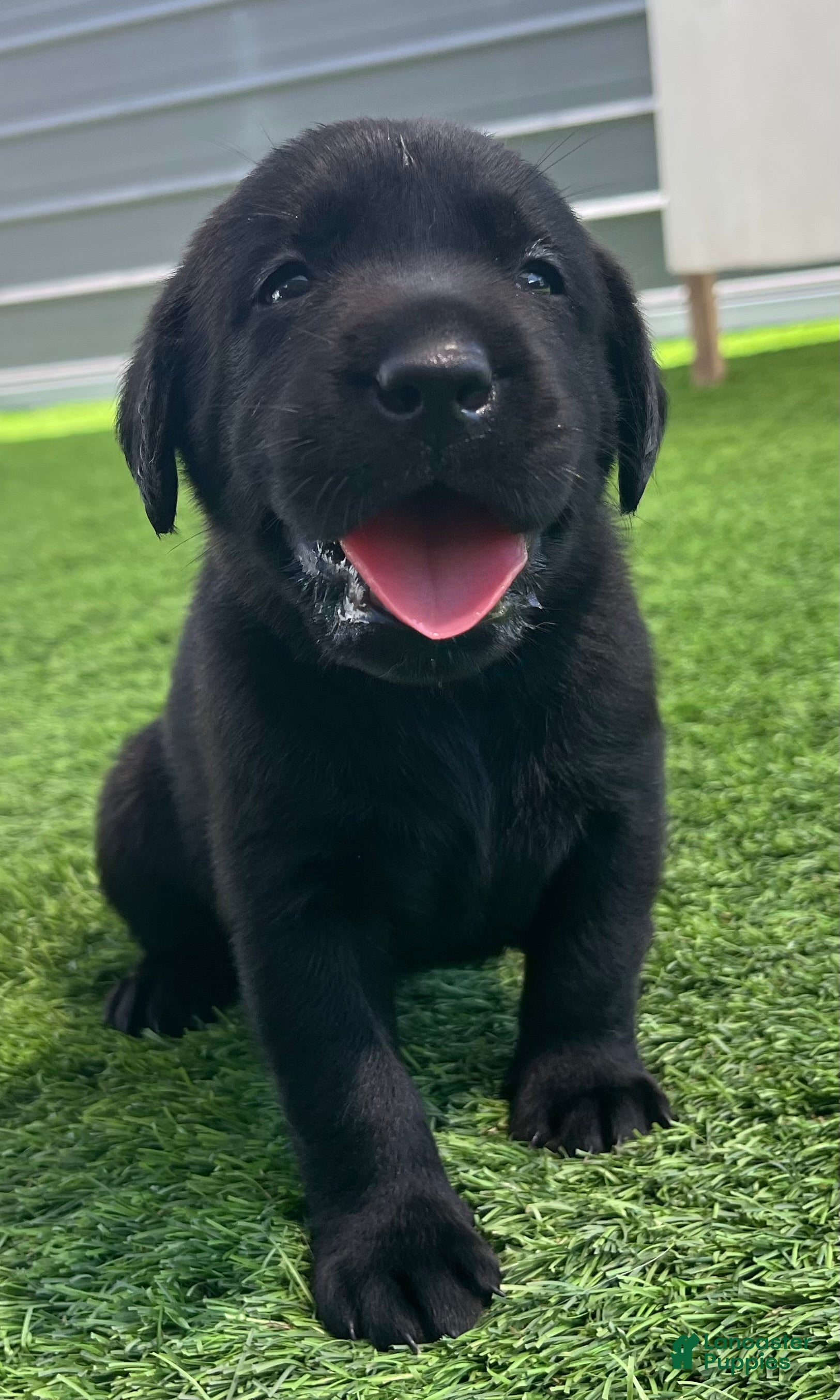Pretzel Blk Female