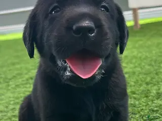 Labrador Retriever dogs for sale: Pretzel Blk Female - Ad 4