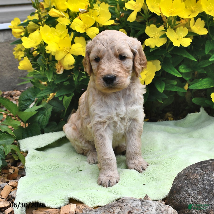 Goldendoodle dogs Licorice - Ad 1