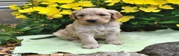 Goldendoodle dogs for sale: Licorice - Ad 1