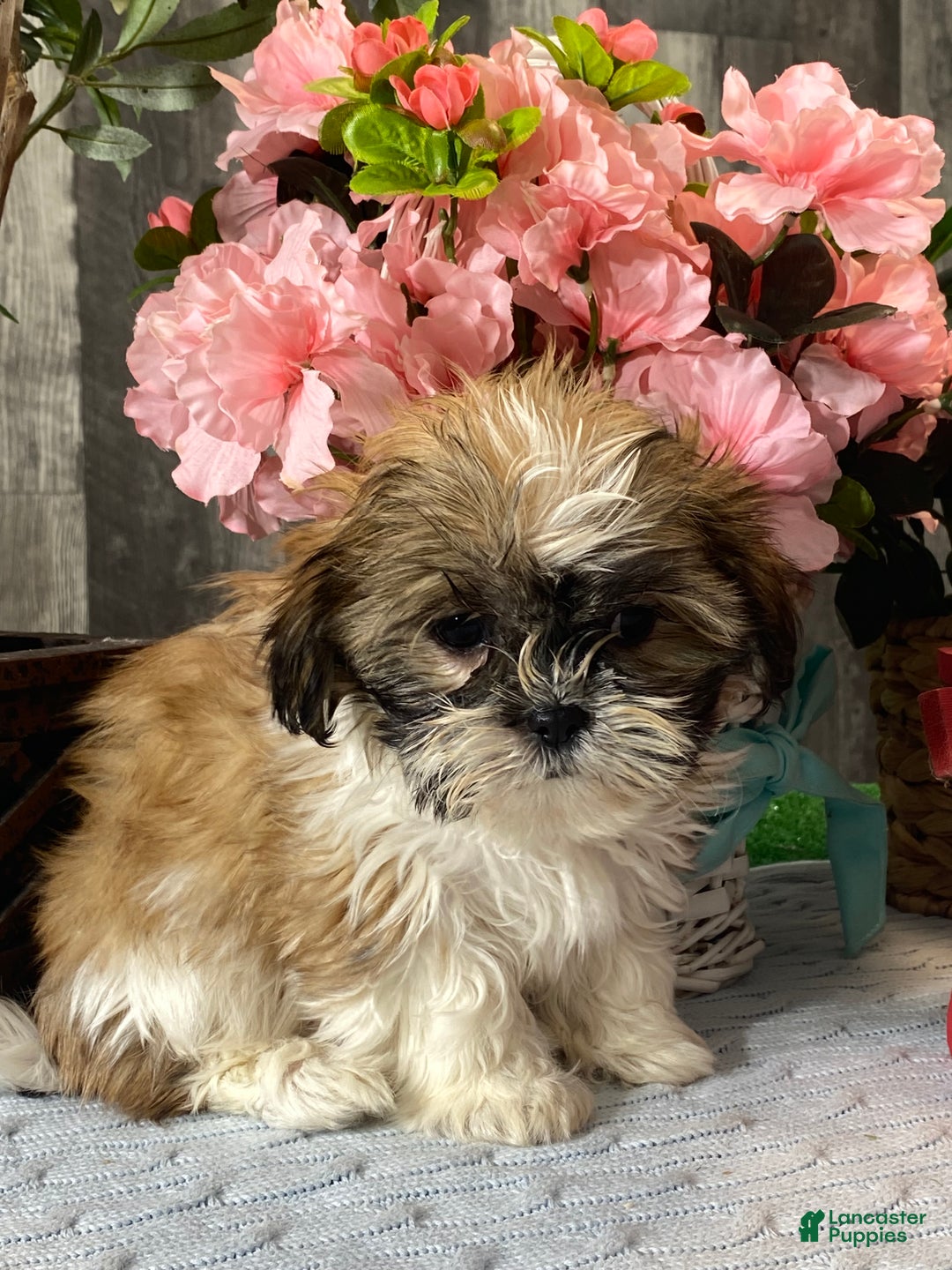 Shih Tzu dogs for sale: Saint - Ad 2