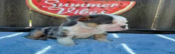 English Bulldog dogs for sale: Zully - Ad 6