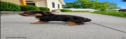 Yorkshire Terrier dogs for sale: Brownie - Ad 5