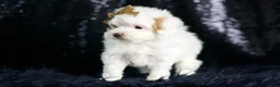 Maltipoo dogs for sale: Teeny Houdini - Ad 5