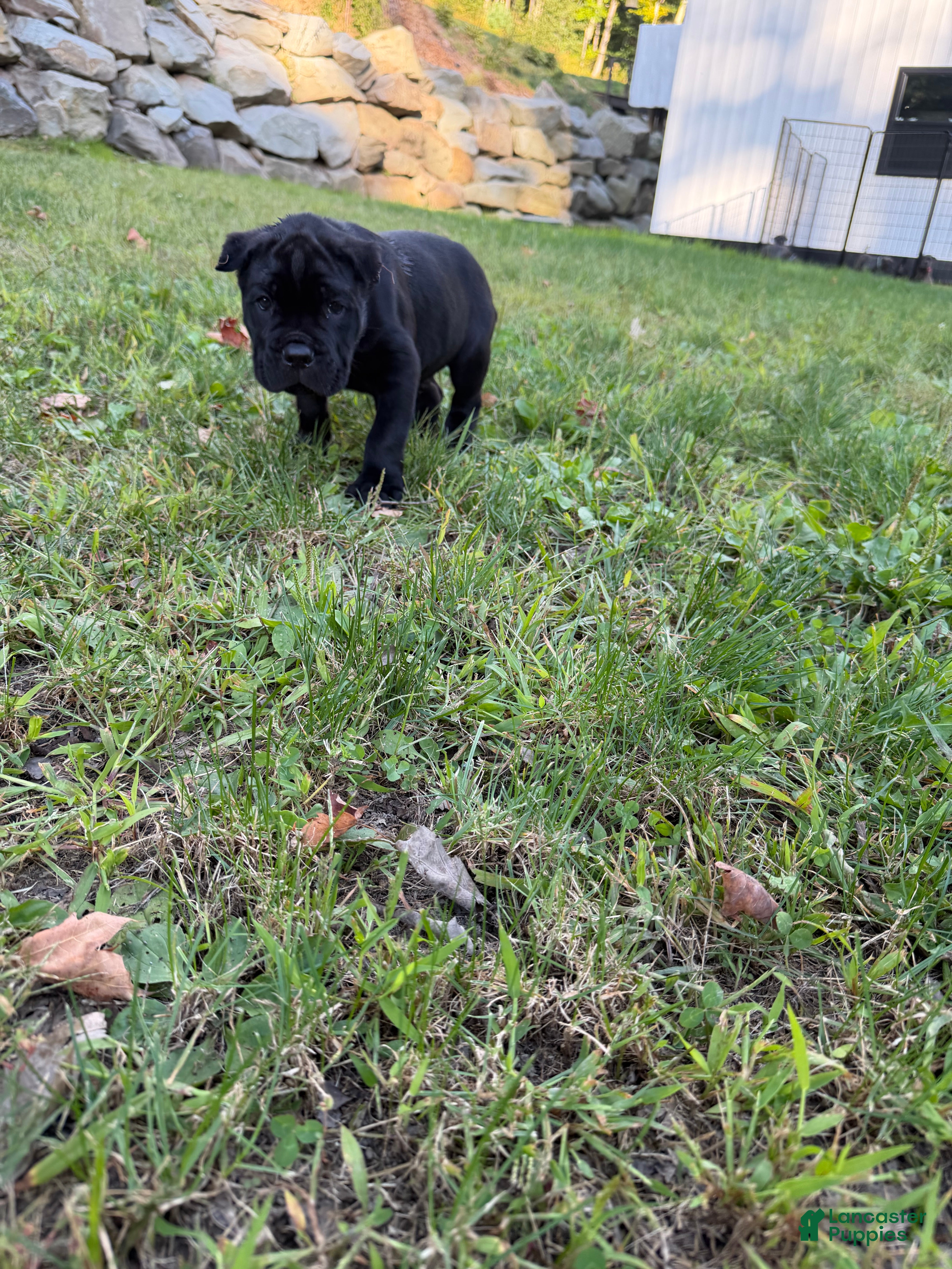 Cane Corso dogs Light Grey Collar - John  - Ad 2