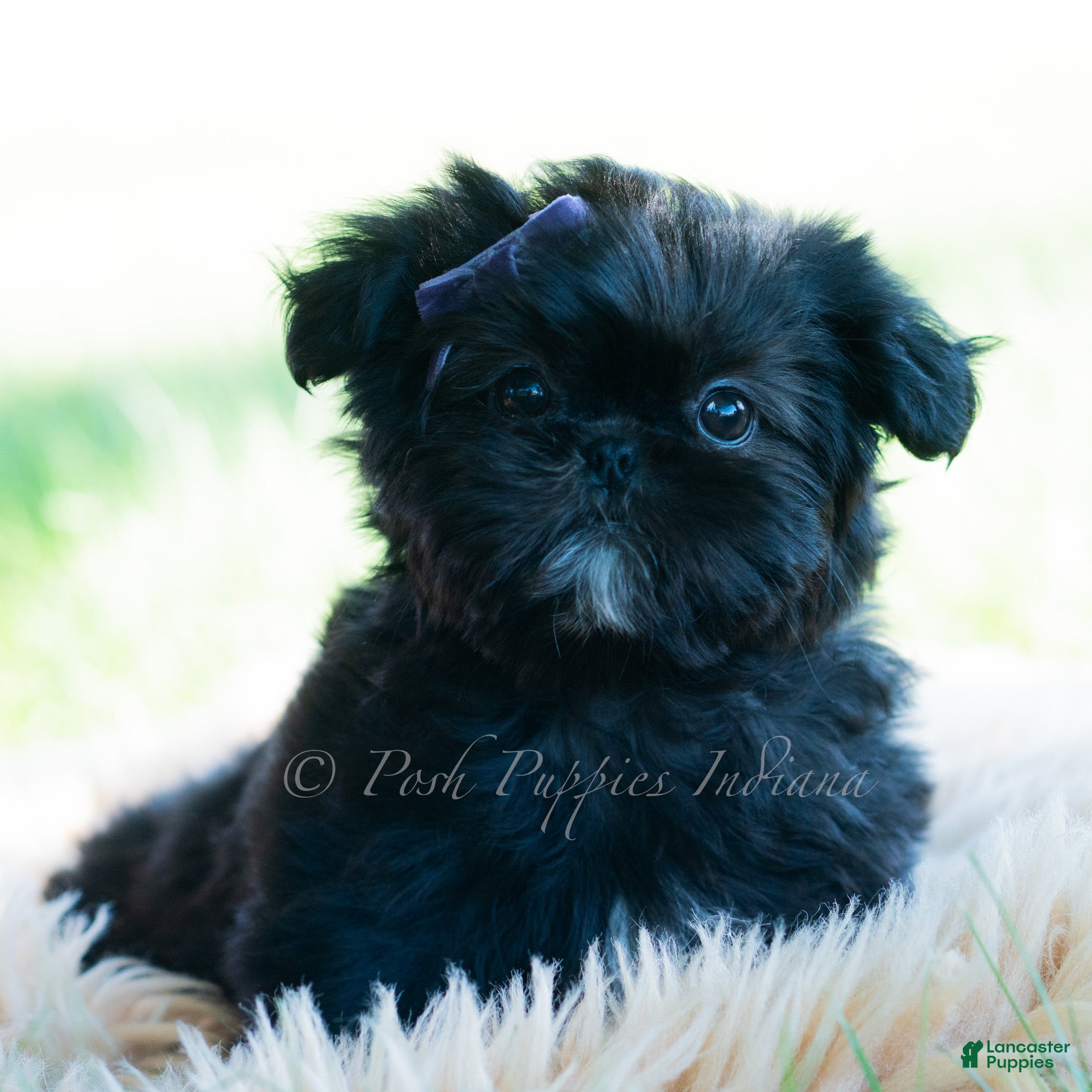 Shih Tzu dogs Rose - Ad 5
