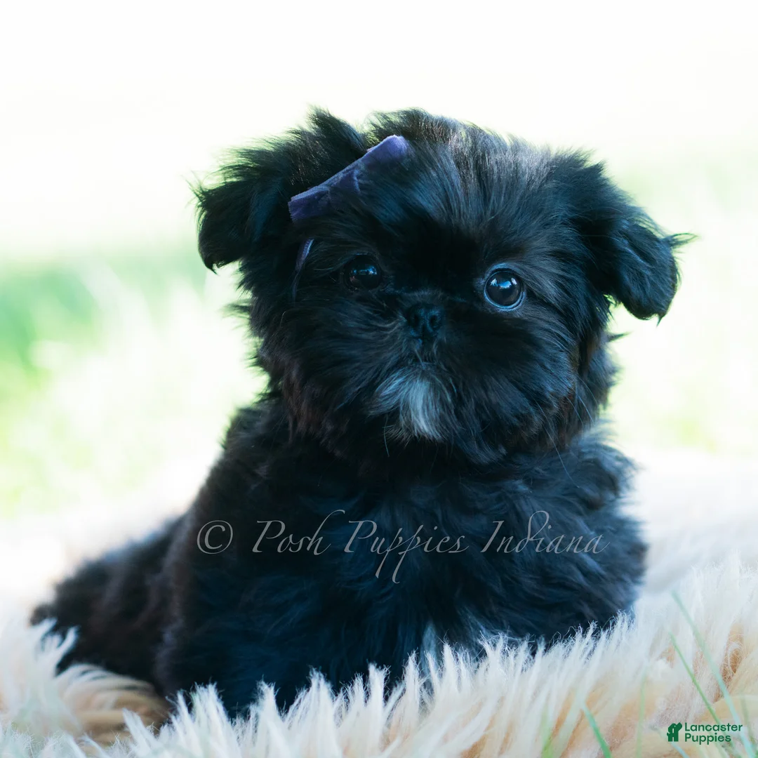 Shih Tzu dogs for sale: Rose - Ad 1