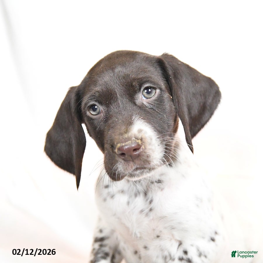German Shorthaired Pointer dogs Raisin - Ad 2
