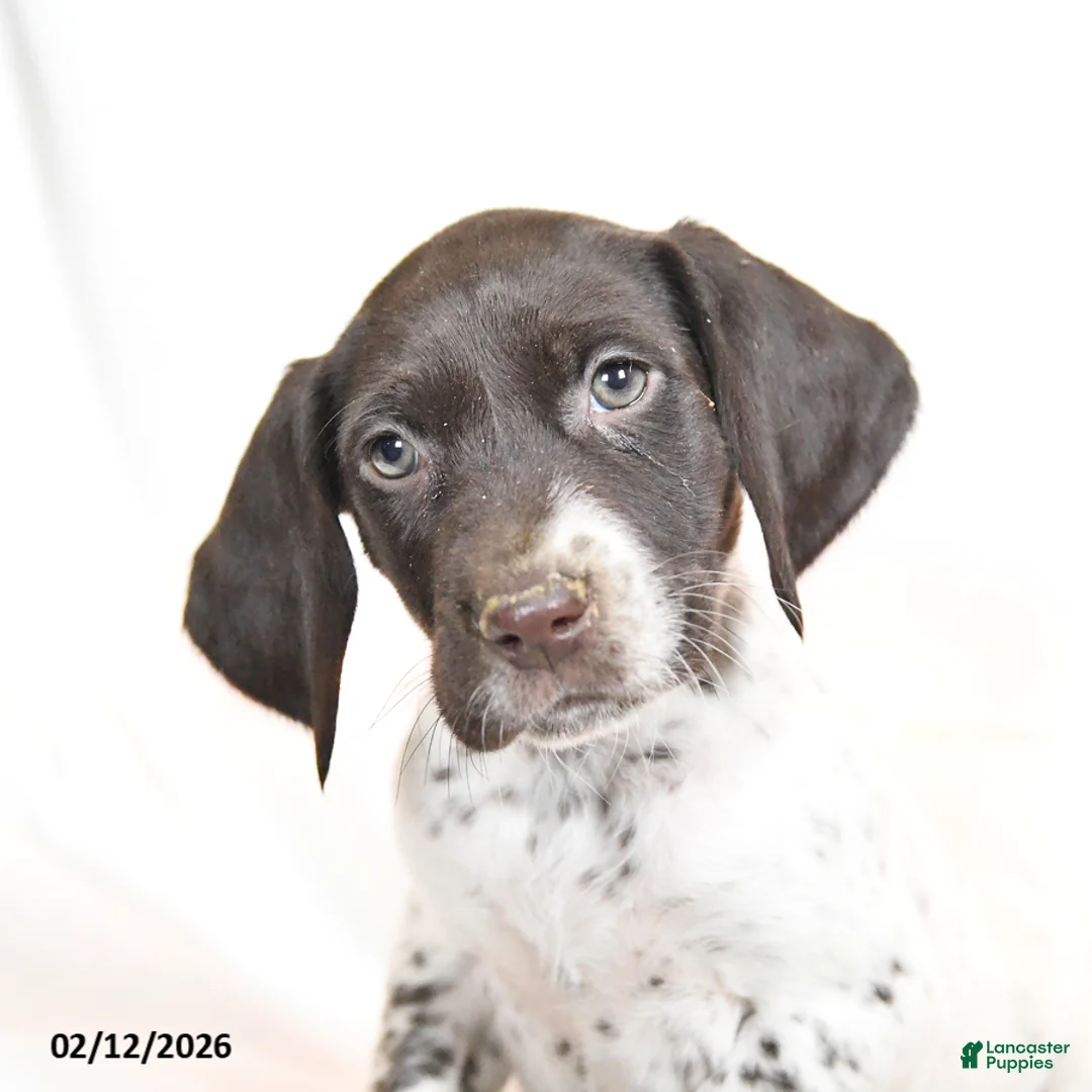 German Shorthaired Pointer dogs for sale: Raisin - Ad 2