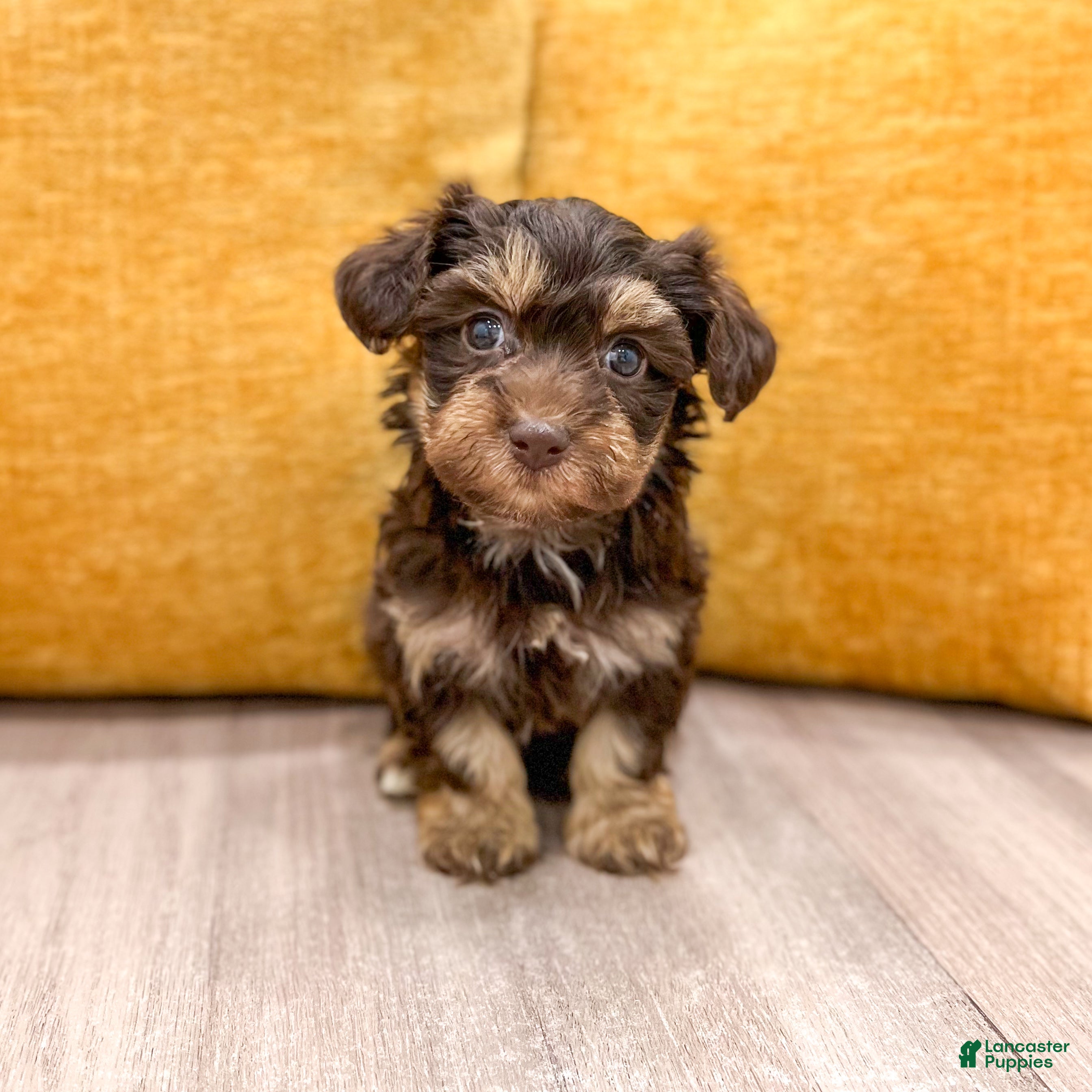 Yorkiepoo dogs Cookie - Ad 1