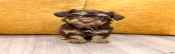 Yorkiepoo dogs for sale: Cookie - Ad 1