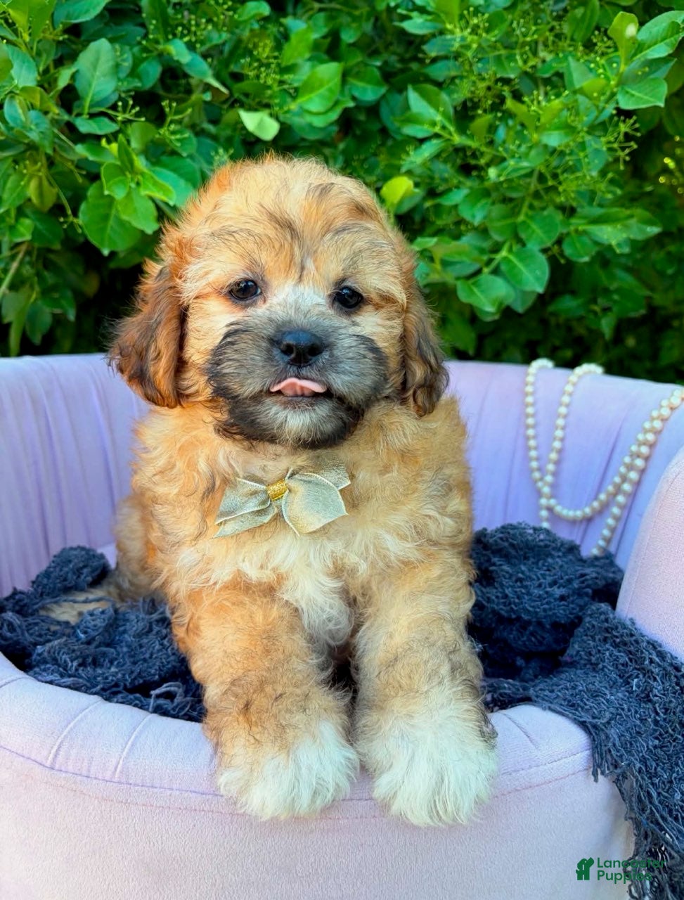 Shihpoo dogs Sebastian - Ad 1
