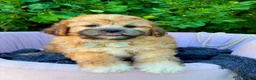 Shihpoo dogs for sale: Sebastian - Ad 1