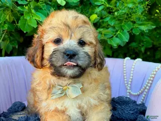 Shihpoo dogs for sale: Sebastian - Ad 4