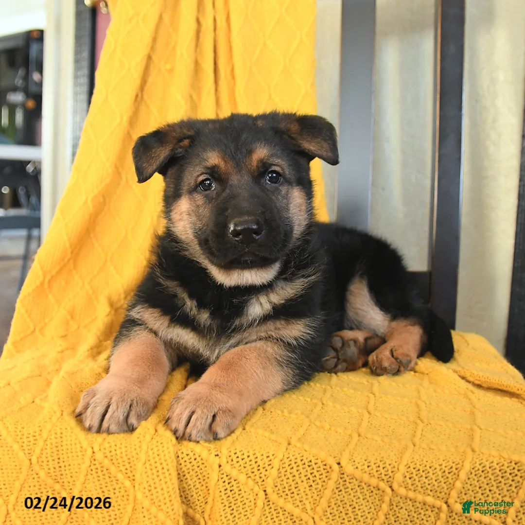 German Shepherd dogs for sale: Gracie - Ad 3