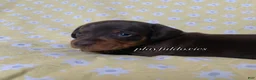 Miniature Dachshund dogs for sale: Tootsie - Ad 18