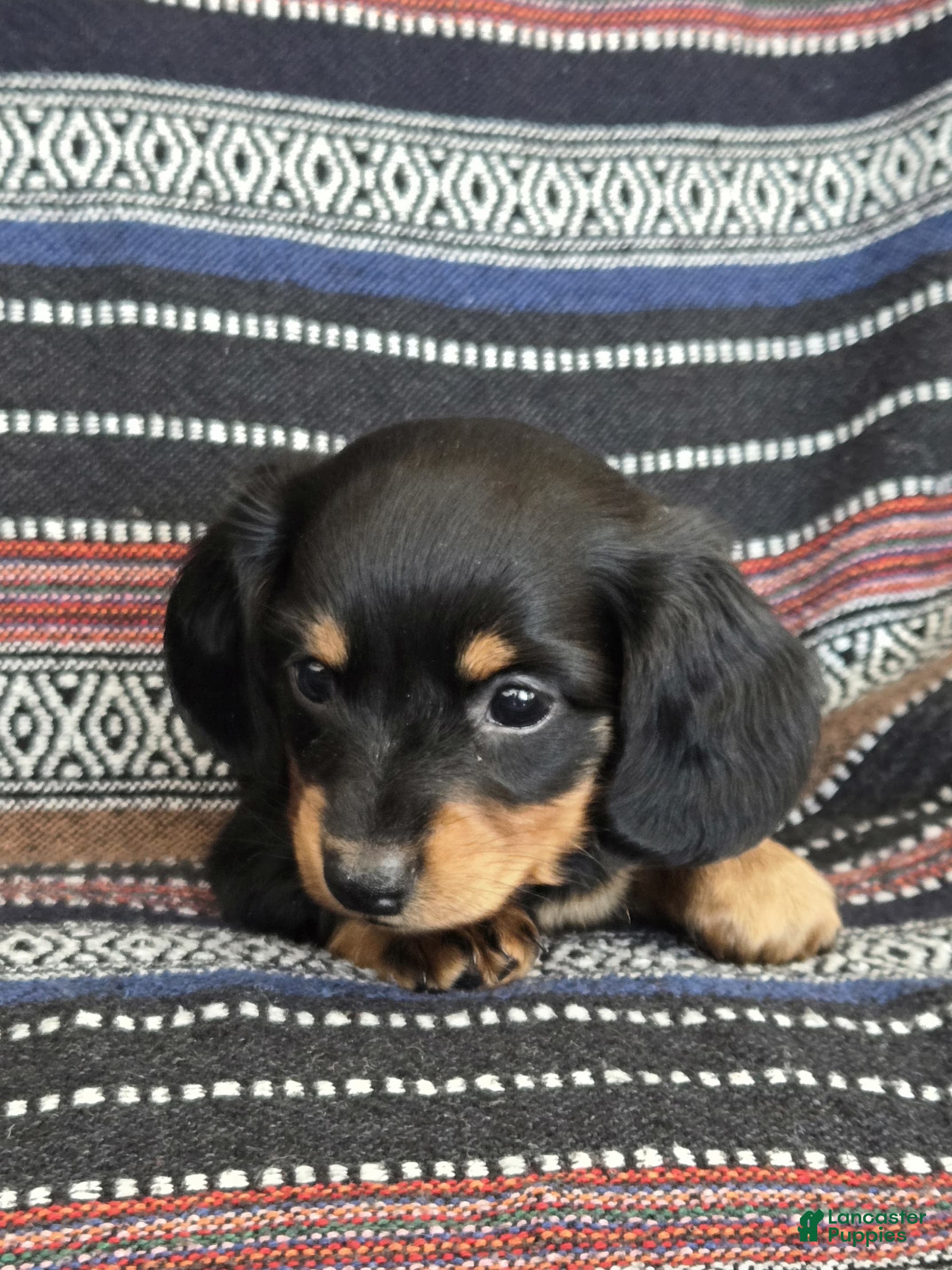 Miniature Dachshund dogs Miniature Dachshund Puppy 1 - Ad 30