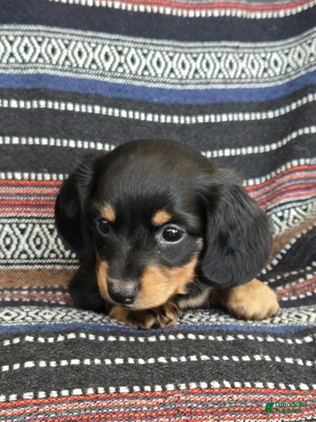 Miniature Dachshund dogs for sale: Miniature Dachshund Puppy 1 - Ad 1