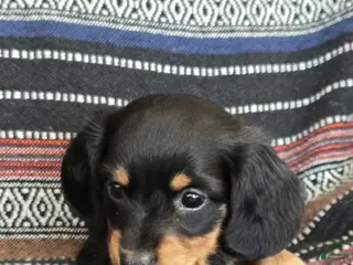 Miniature Dachshund dogs Miniature Dachshund Puppy 1 - Ad 30