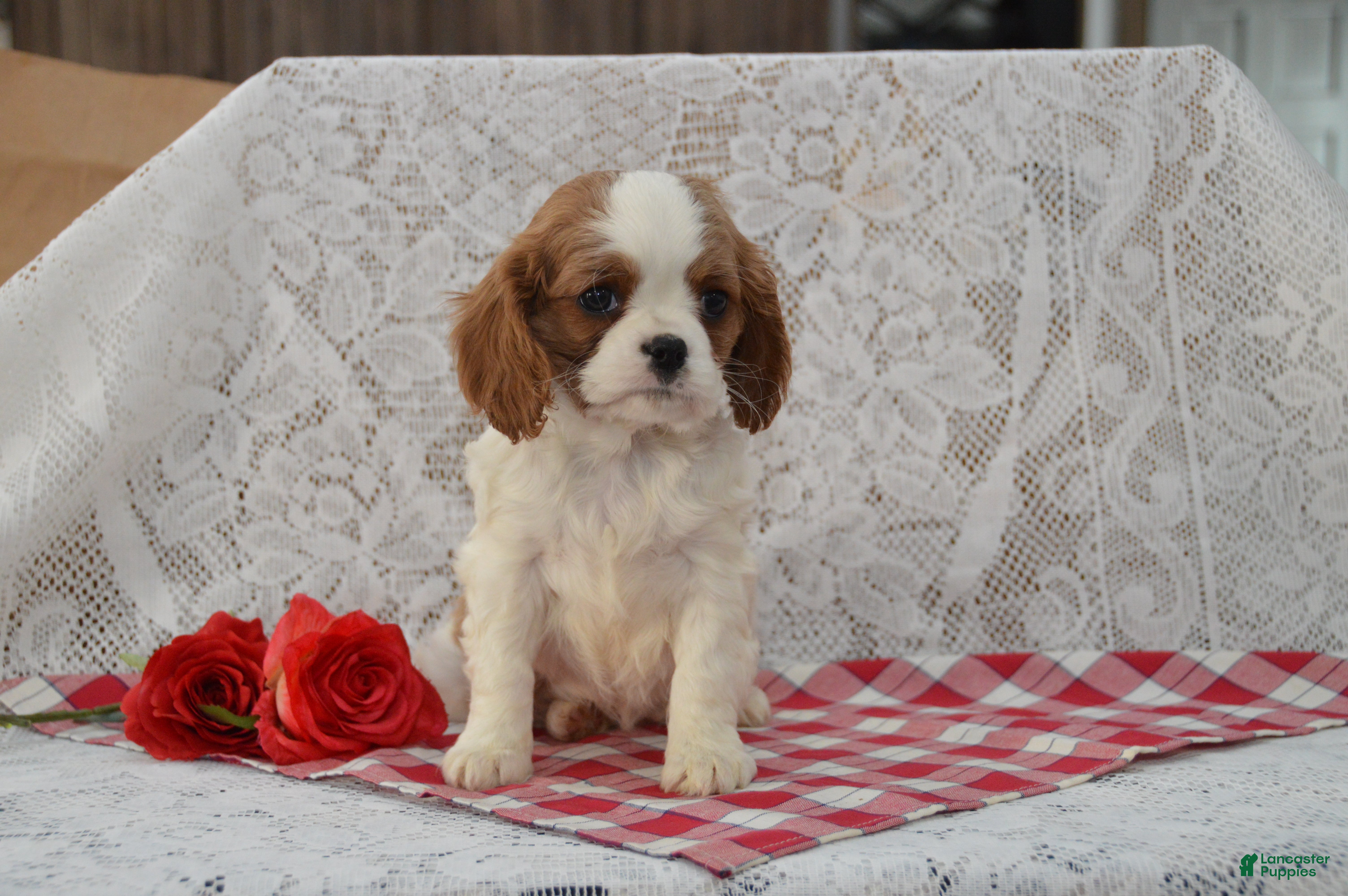 Cavalier King Charles Spaniel dogs Daisy - Ad 18