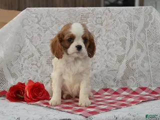 Cavalier King Charles Spaniel dogs Daisy - Ad 18