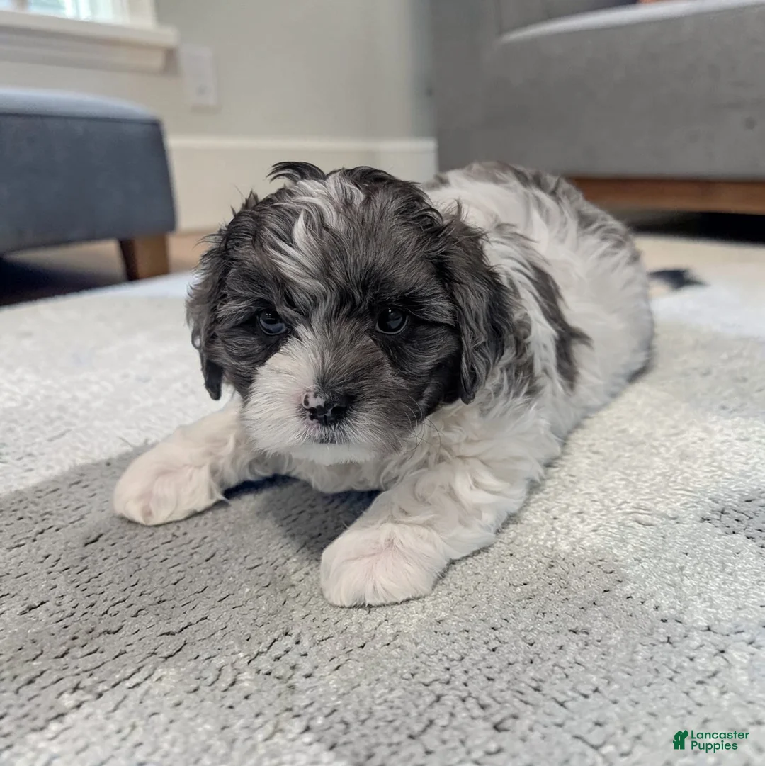 Shihpoo dogs for sale: Oakley - Ad 2