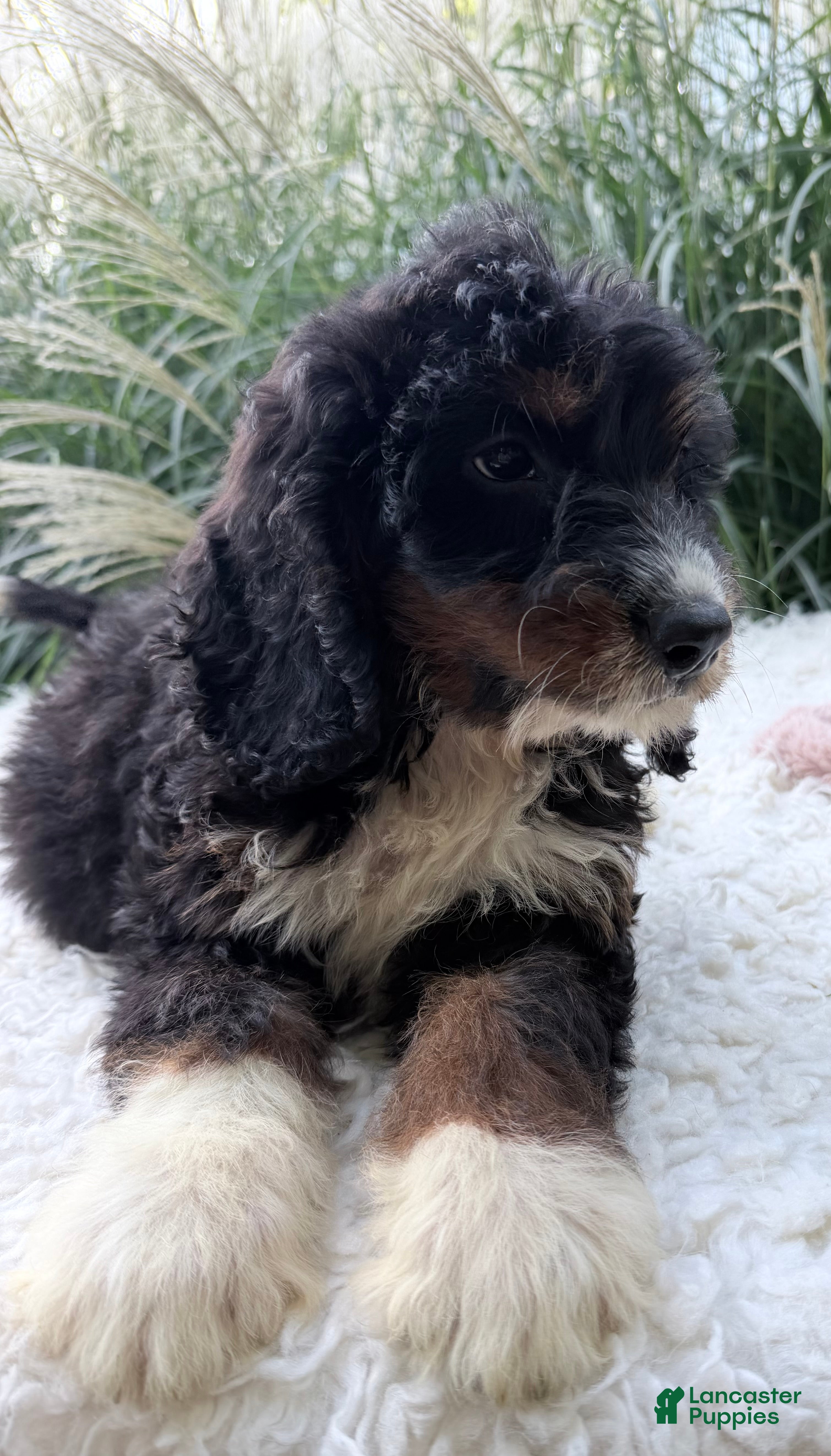 Bernedoodle dogs Beatrice  - Ad 2