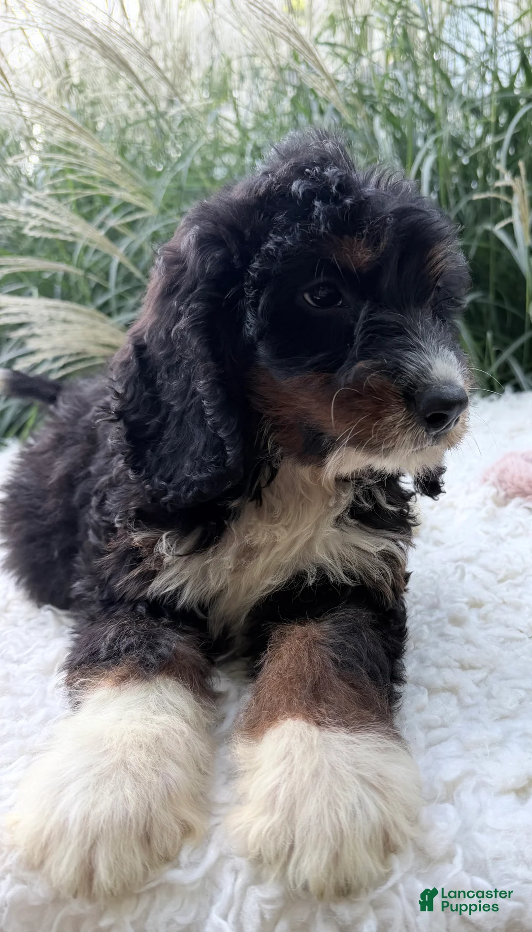 Bernedoodle dogs for sale: Beatrice  - Ad 2