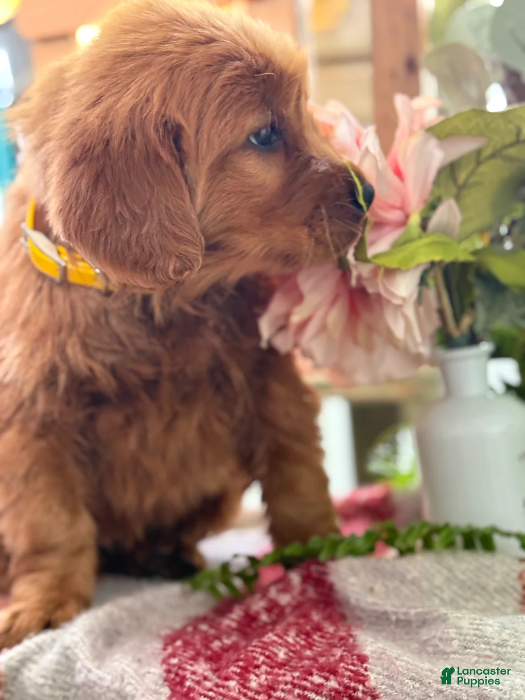 Golden Retriever dogs for sale: Redd - Ad 11