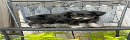 Miniature Schnauzer dogs for sale: Thelma Miniature Schnauzer  - Ad 18
