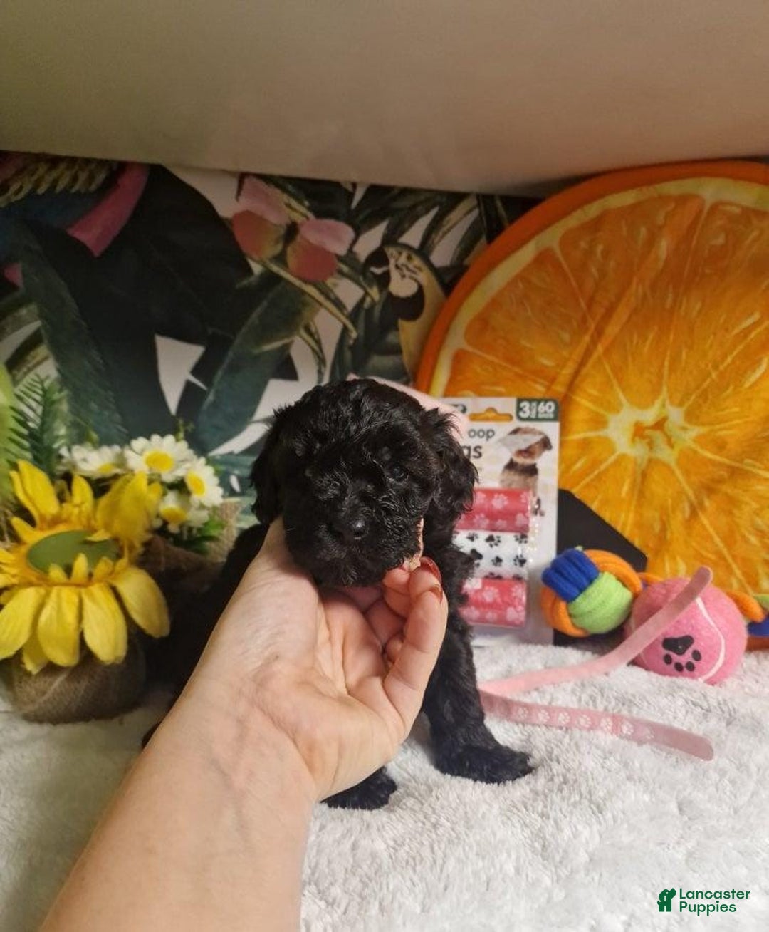 Maltipoo dogs for sale: Billy - Ad 14