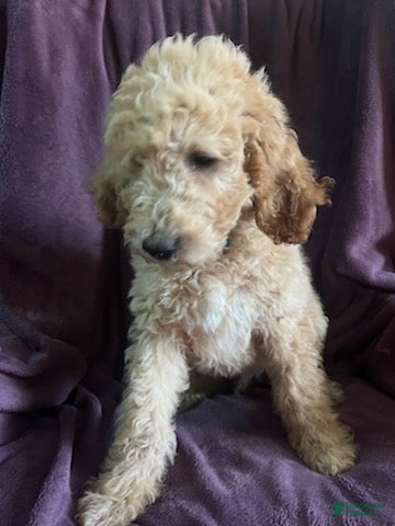 Goldendoodle dogs Sky- male - Ad 1