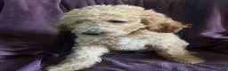 Goldendoodle dogs for sale: Sky- male - Ad 1